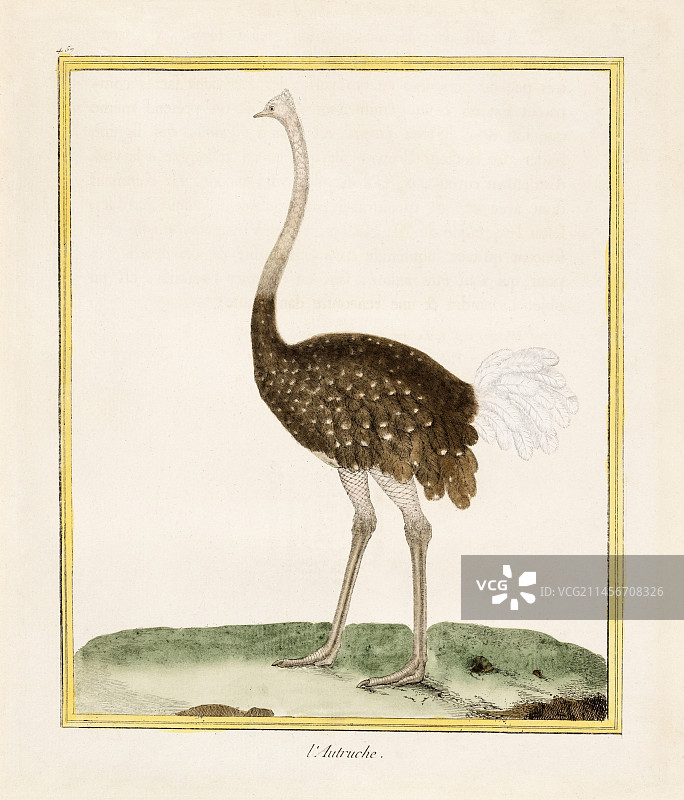 18世纪风格的鸵鸟图片素材