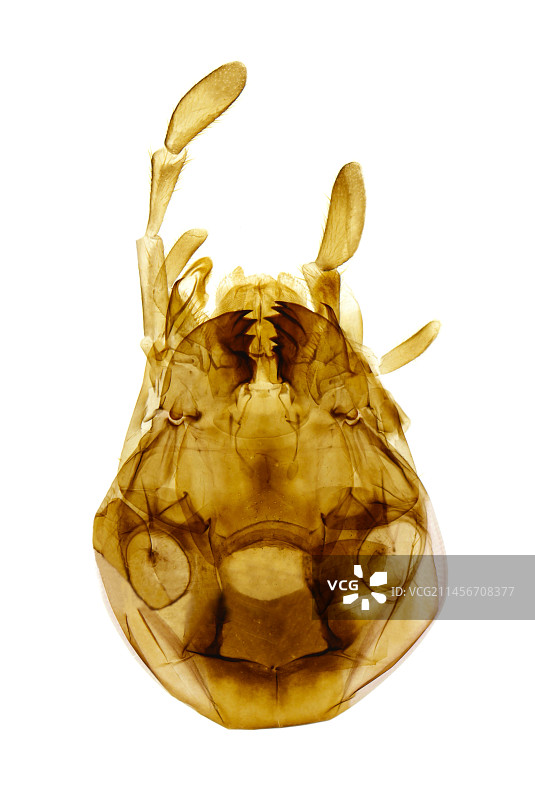 蟑螂口器，光学显微照片图片素材