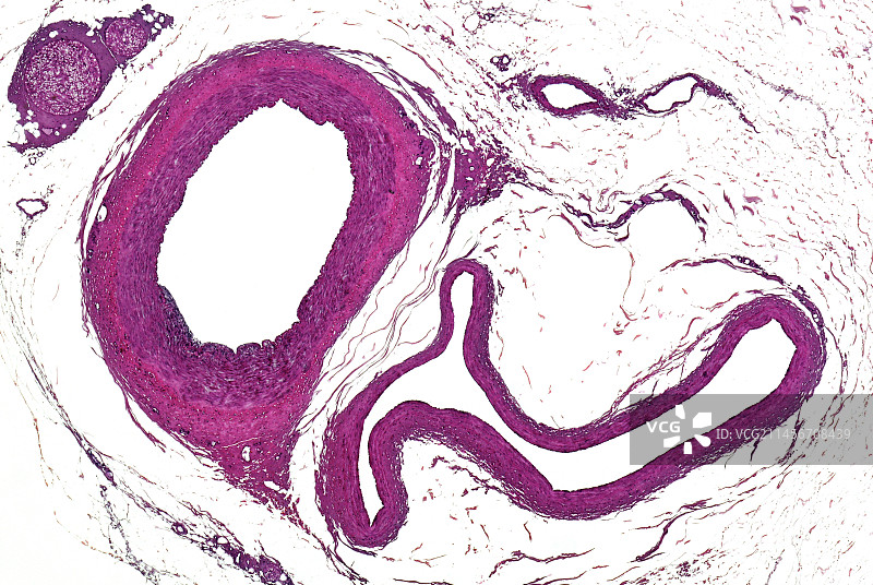 哺乳动物肌肉动脉、静脉和神经显微照片图片素材