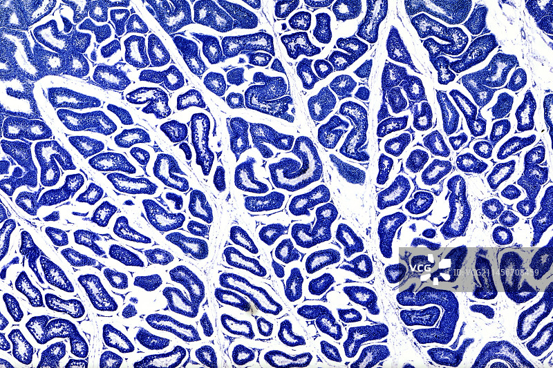 哺乳动物睾丸内的精子发生过程，光学显微照片图片素材