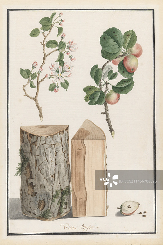 18世纪野生苹果树植物学图图片素材