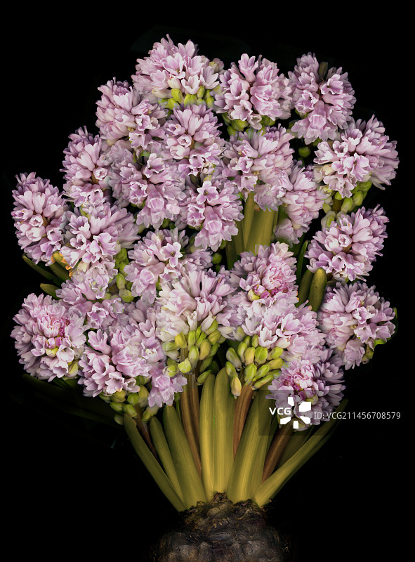 葡萄风信子花图片素材