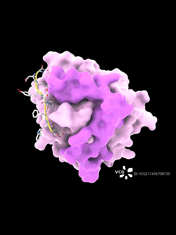 与受体复合的凝血酶，分子模型图片素材
