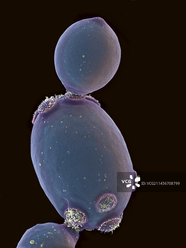 酿酒酵母菌扫描电镜图图片素材