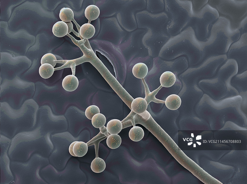 叶子上的白粉病,扫描电镜图片素材