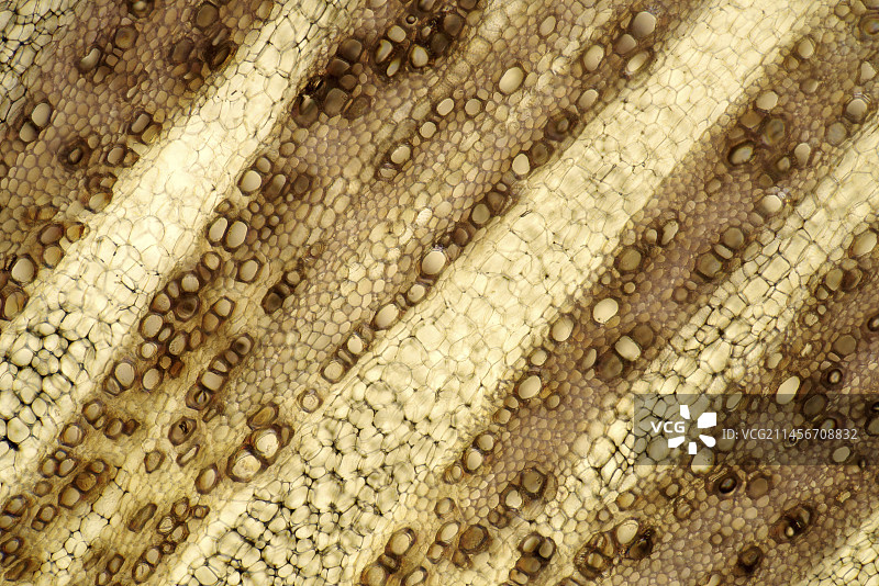 西兰花，光学显微照片图片素材