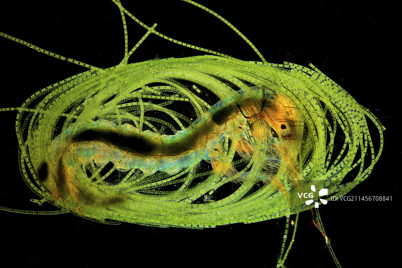 保护性藻类外壳中的石蛾幼虫，光学显微照片图片素材