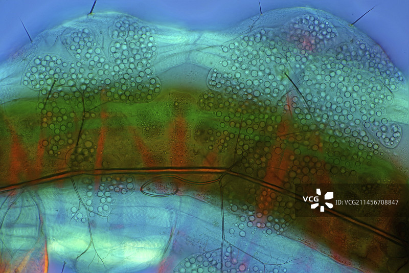 石蛾幼虫身体偏光显微照片图片素材