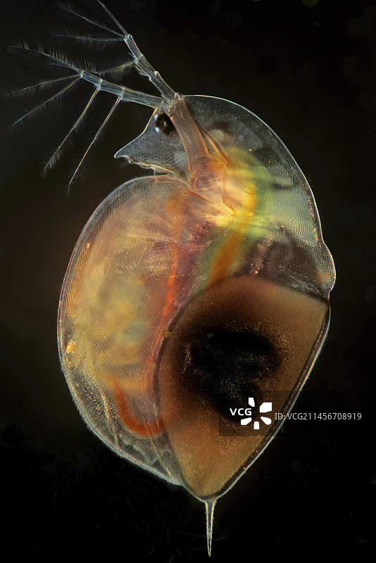带有卵的水蚤图片素材