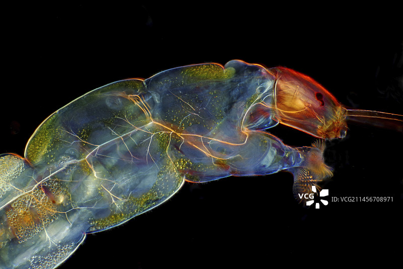 双翅目幼虫偏振光显微照片图片素材
