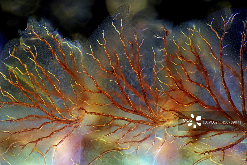 蜉蝣幼虫鳃，光学显微照片图片素材