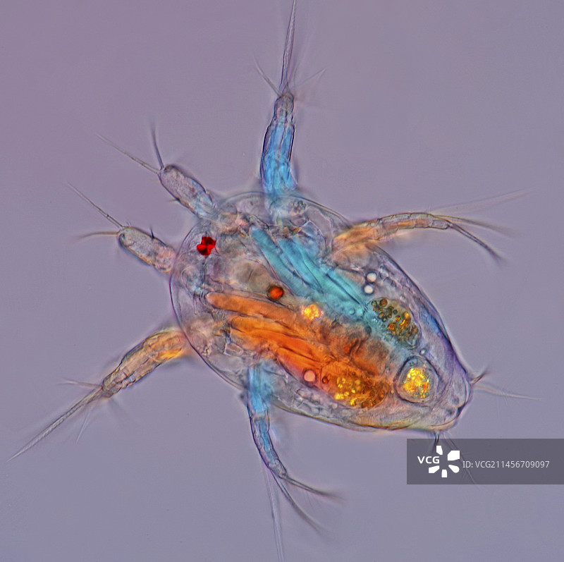 桡足类无节幼体幼虫阶段显微照片图片素材