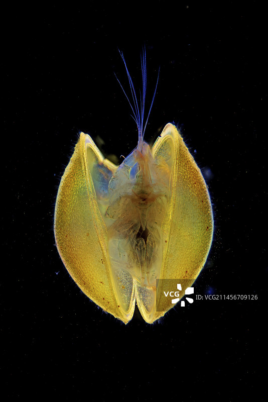 介形亚纲水生甲壳纲动物显微照片图片素材