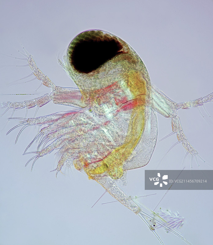 多眼水蚤光学显微照片图片素材