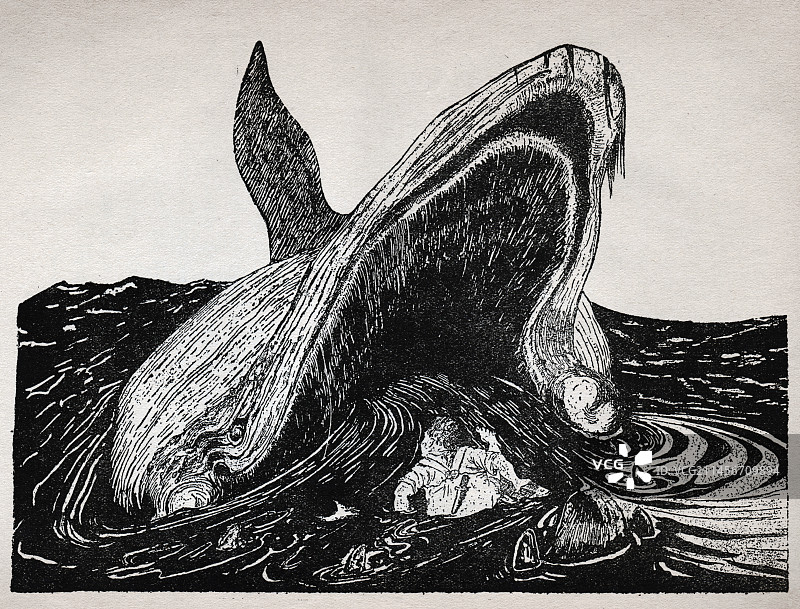 鲸鱼如何长出喉咙的插图图片素材