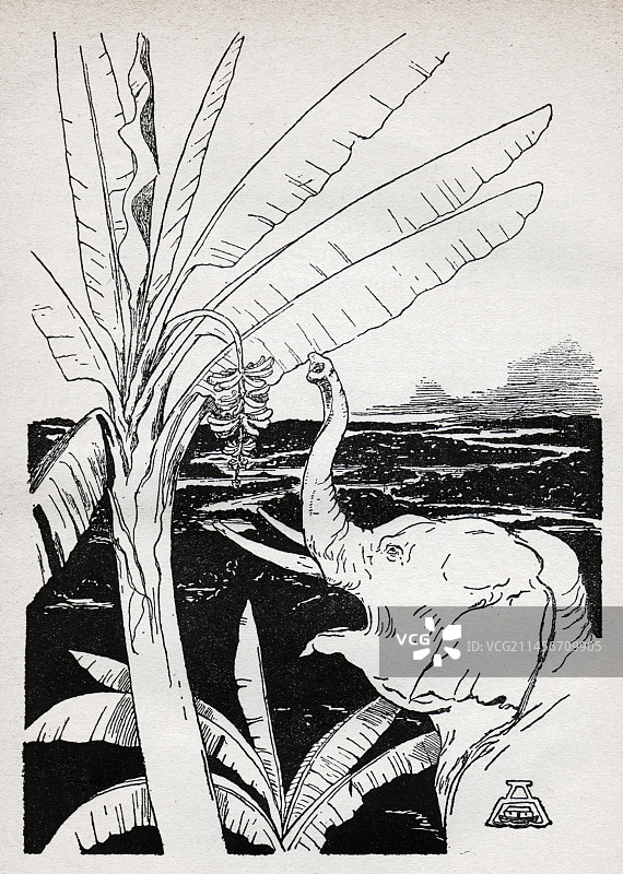 小象插画图片素材