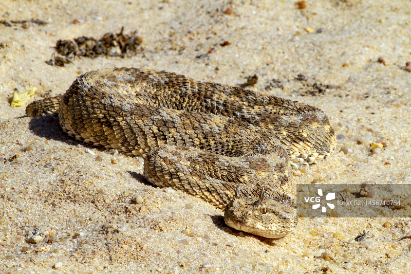 撒哈拉角蝰图片素材