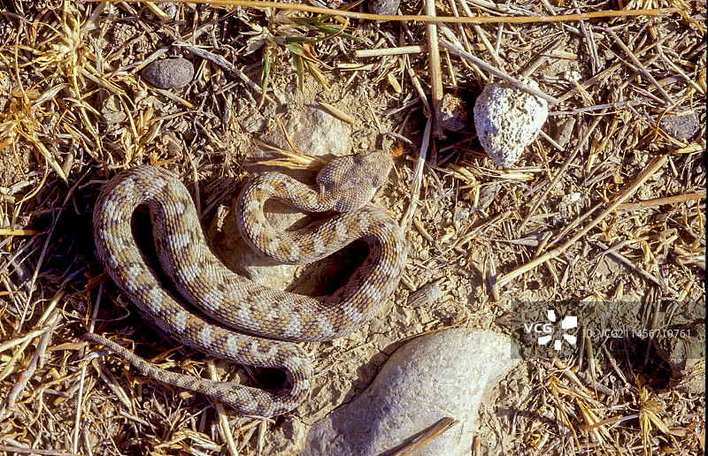 锯鳞蝰蛇图片素材