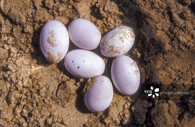 黑鞭蛇图片素材