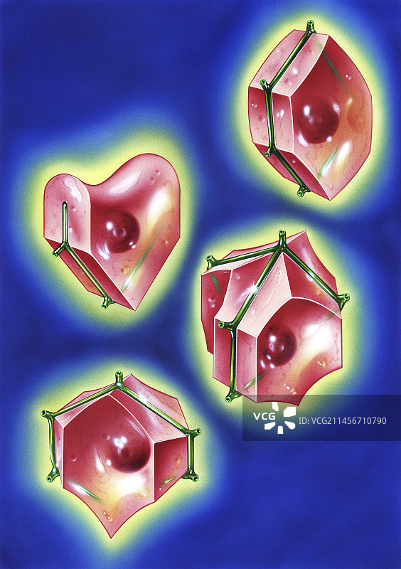 肝细胞形状和类型示意图图片素材