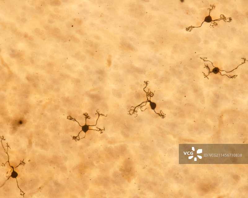 小脑皮层显微照片图片素材