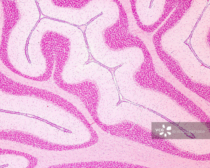 小脑显微照片图片素材