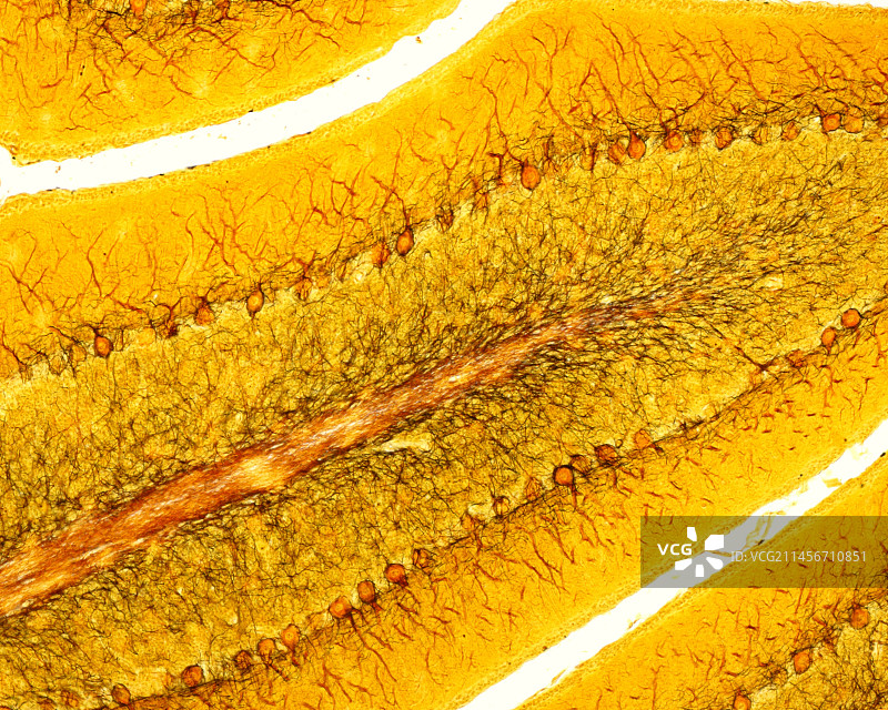 小脑皮层显微照片图片素材