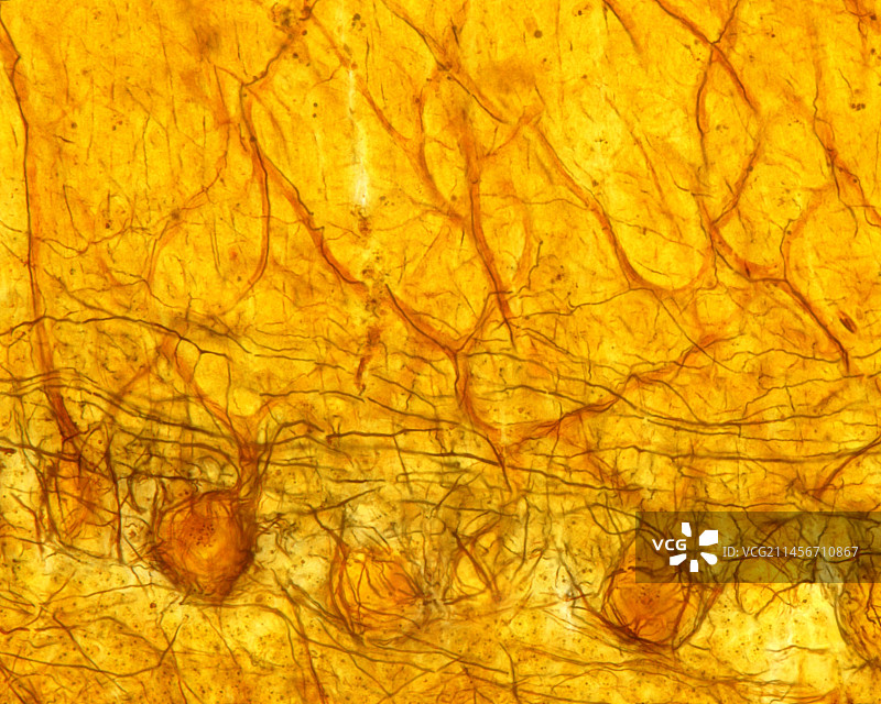 小脑皮层显微照片图片素材