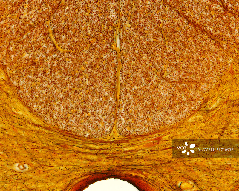 脊髓后联合显微照片图片素材