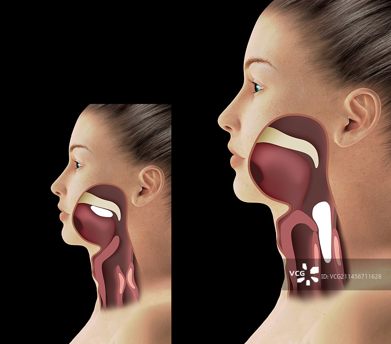 喉咙解剖结构，图示图片素材