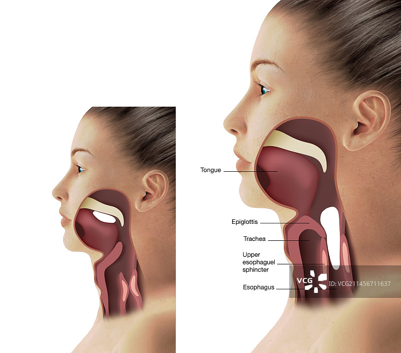 喉咙解剖结构，图示图片素材