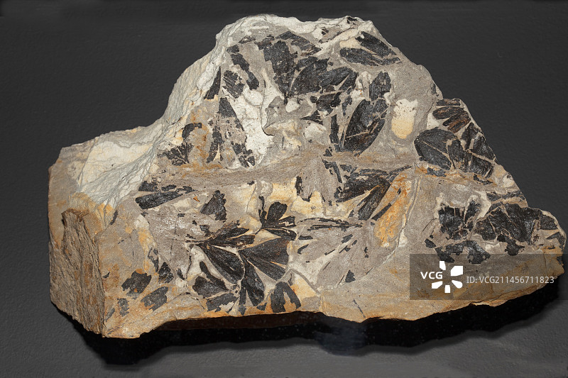 银杏化石叶图片素材