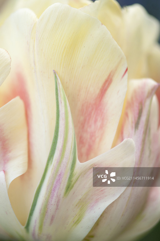 郁金香(‘Peach Melba’)图片素材