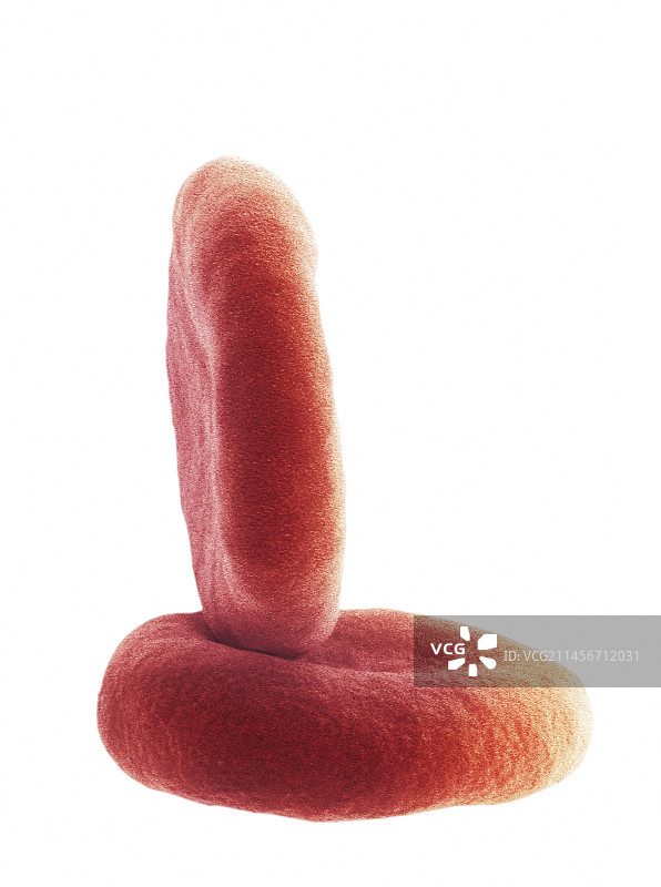 红细胞扫描电子显微镜图像图片素材