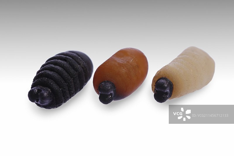 采采蝇幼虫黑素化图片素材