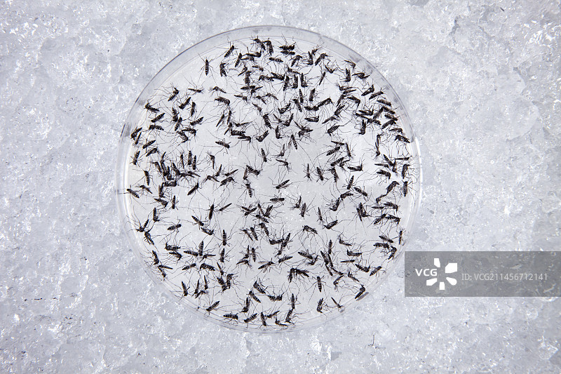 用于虫媒病毒研究的雌性蚊子图片素材