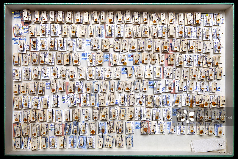 具有医学价值的节肢动物收藏图片素材