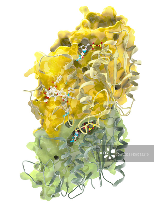 紫杉醇与微管蛋白分子结合示意图图片素材