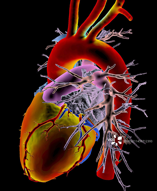 3D CT扫描的人类心脏图片素材
