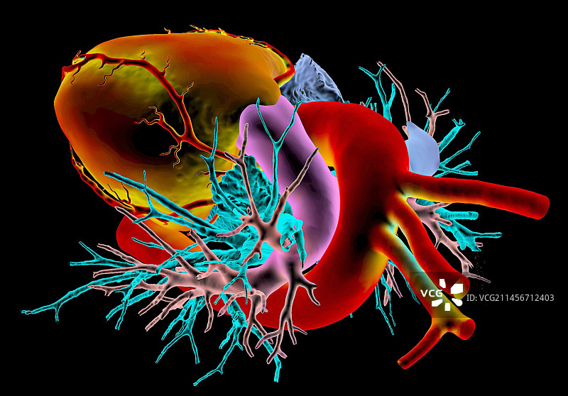 3D CT扫描的人类心脏图片素材