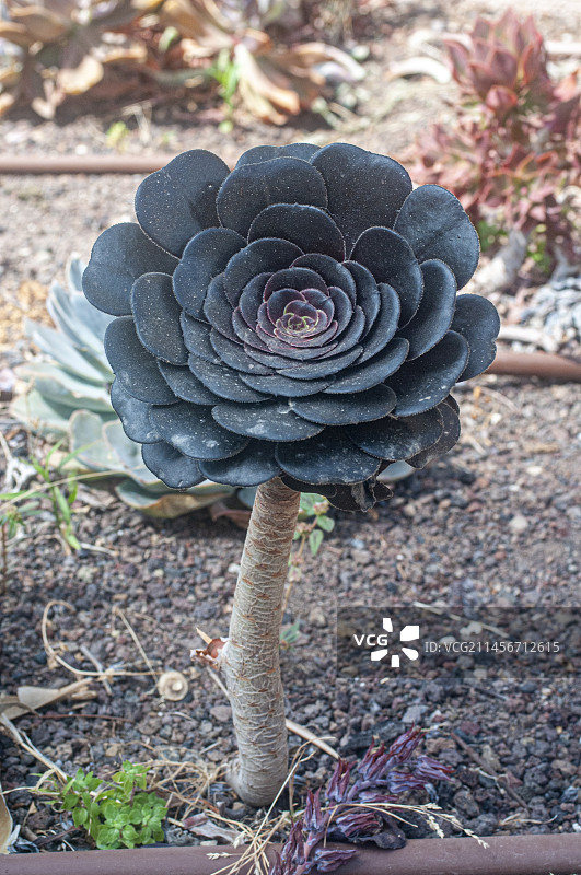 黑法师图片素材