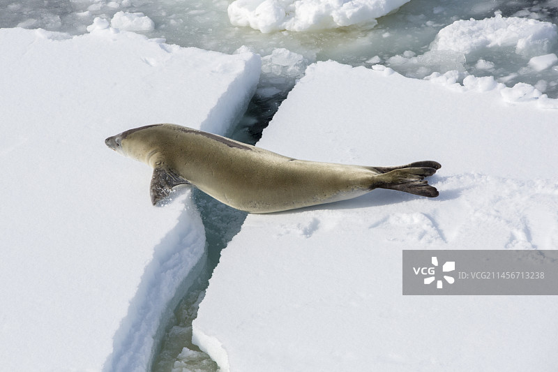 食蟹海豹图片素材