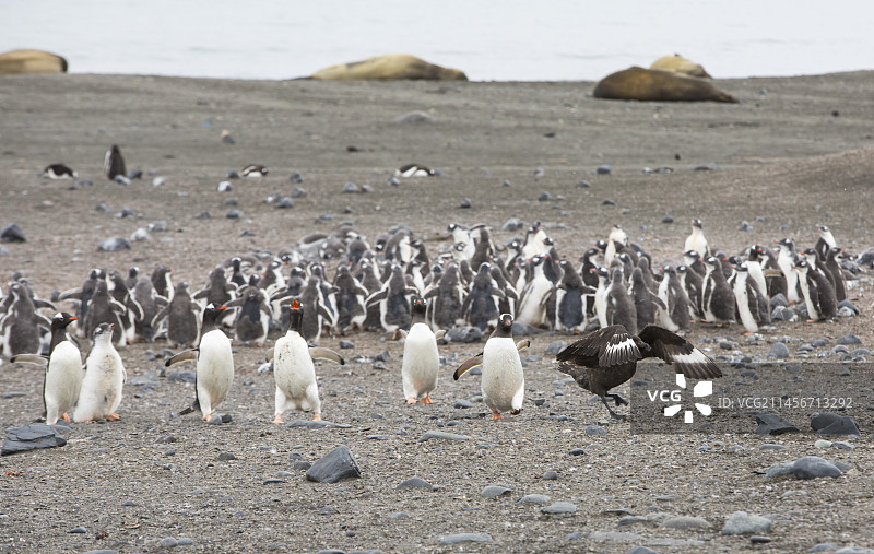 棕贼鸥图片素材