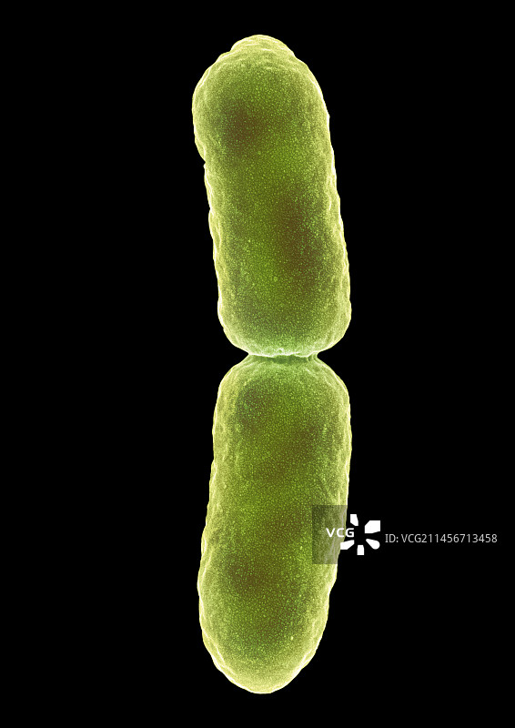 大肠杆菌分裂，扫描电镜图片素材