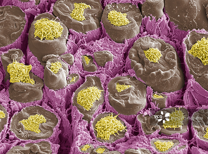 有髓神经，扫描电镜图片素材