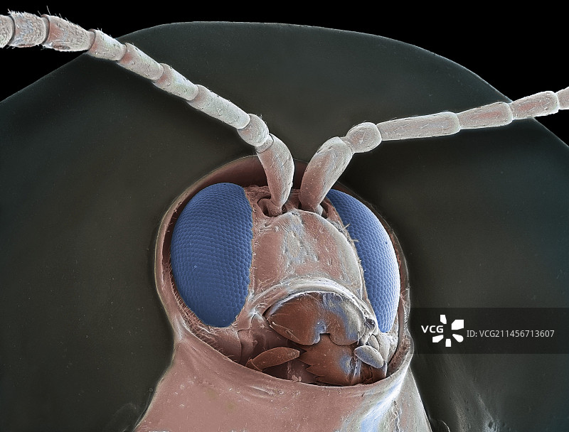 龟甲虫，扫描电子显微镜图片素材