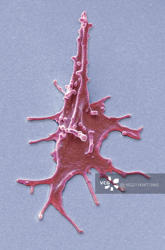 激活的血小板，扫描电镜照片图片素材