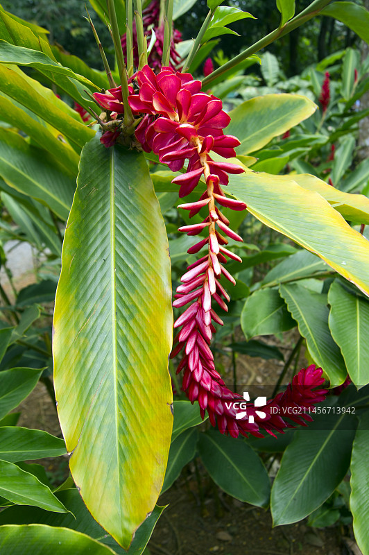 红姜花图片素材