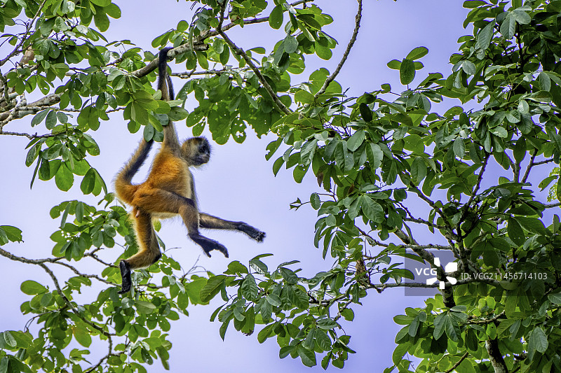 乔氏蜘蛛猴图片素材