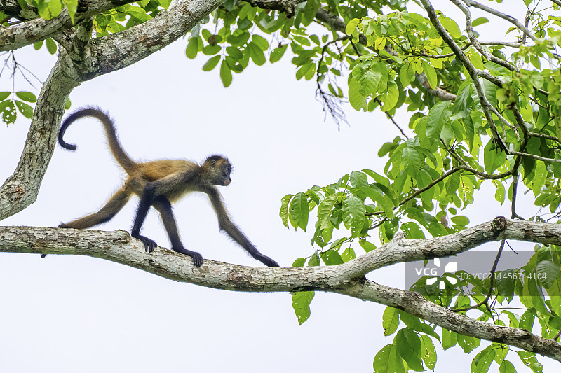 乔氏蜘蛛猴幼崽图片素材